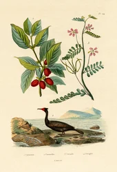 Kormoran